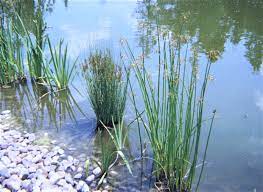 Many of the herbaceous plants, including perennials, ferns and grasses, are available at the two wetland plant specialists. Beneficial Aquatic Plants Aquatic Biologists Inc