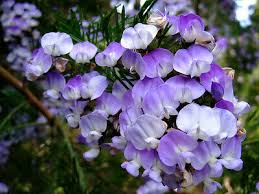 Image result for Psoralea glabra
