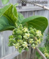 Image result for Vangueria vestita