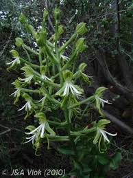 Image result for Bonatea antennifera