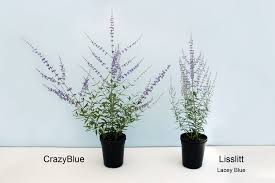 Image result for Perovskia atriplicifolia lacey blue lisslitt photo
