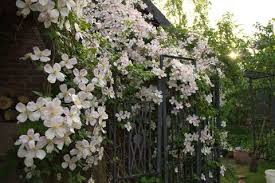 What type of structures support climbing plants? Looking For A Climbing Plant With Lots Of Colour 10 Things You Should Know About Clematis
