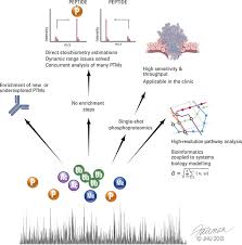 In this article, we review five examples of translation is often referred to as the last step of the central dogma of biology, whereby dna is converted to rna and then to protein. Status Of Large Scale Analysis Of Post Translational Modifications By Mass Spectrometry Molecular Cellular Proteomics