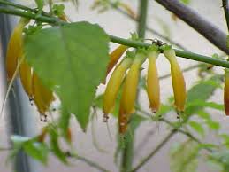 Image result for Halleria elliptica