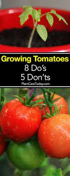 Tomato Growing 8 Do S And 5 Don Ts Tomato Plant Care Growing Tomato Plants Tips For Growing Tomatoes