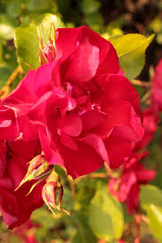 Indoor bonsai, crown of thorn, broom style, pink flowers, 5 years old with free watering tray. Bright Pink Flower With Thorns Had A Nosey Around My Ne Flickr