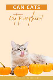 Can Cats Eat Pumpkin Can Cats Eat Pumpkin Cat Care Cat Health