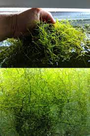 Fish And Aquariums 20754 Guppy Grass Live Aquarium Plant Najas Guadalupensis Freshwater Plant Tankgr Live Aquarium Plants Planted Aquarium Freshwater Plants