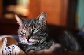146,584 likes · 720 talking about this. What Is Dl Methionine Truth About Pet Food