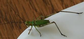 Eggs can survive the winter, and then hatch in the spring. Fork Tailed Bush Katydid Life Cycle Scudderia Furcata Bugguide Net