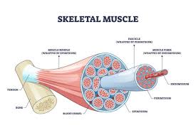 Image result for Muscle Tissue