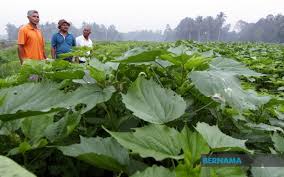 Di beberapa marketplace, ada yang menjual satu keping koin rp 1.000 kelapa sawit keluaran tahun 1993 dengan harga hingga rp 100.000.000. Bernama 400 000 Hektar Tanaman Kenaf Berpotensi Ditanam Secara Integrasi Di Ladang Sawit