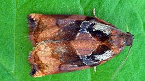 Image result for Archips podanus