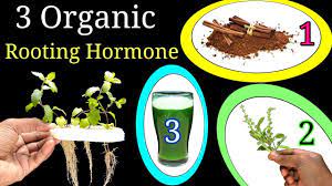 Why do some cuttings need rooting hormone? 3 Most Effective Homemade Rooting Hormones Unbelievable Results With Proof Youtube