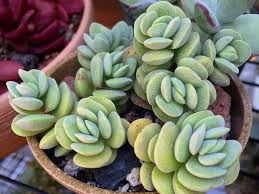 Image result for Kalanchoe velutina