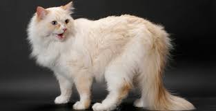 kedi turleri cinsleri ve irklari ilgi duyulan 50 kedi ozelligi