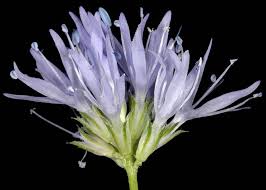 Image result for Buchnera capitata