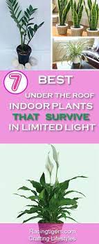 7 Best Under The Roof Indoor Plants That Survive In Limited Light Air Purifying Plants Apartm Indoor Plants Low Light Low Light House Plants Apartment Plants