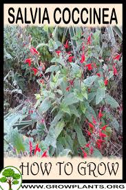 Free online jigsaw puzzle game Salvia Coccinea How To Grow Care