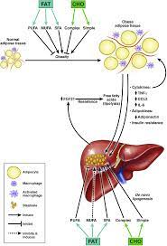 Adipose tissue is a type of connective tissue that is composed mainly of adipocytes. Endocrine Interactions Between Liver And Adipose Tissue And The Download Scientific Diagram