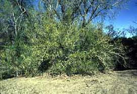 Image result for Lintonia nutans