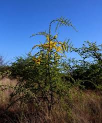 Image result for Rhigozum zambesiacum
