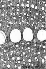 Image result for Combretum celastroides