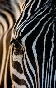 The Zebra Photo By Julian John National Geographic Your Shot National Geographic Animals Zebras National Geographic Photography