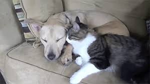 We did not find results for: Animated Gif Cat And Dog Cuddle