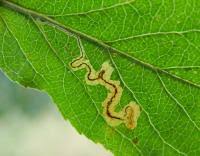 Image result for Stigmella malella