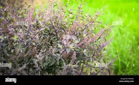 Image result for Ocimum