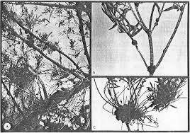 Image result for Sphaeropsis tumefaciens oleander symptoms