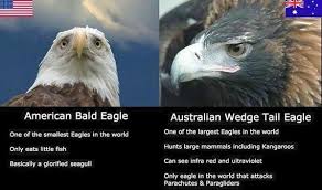 You Can Tell When A Wedge Tail Flies Over Our Valley As All Other Birds Instantly Go Quite Until It Has Passed Aussie Memes Australia Funny Australian Memes
