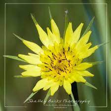 Goat S Beard Flower Western Salsify Tragopogon Dubius Copyright C Shelley Banks All Rights Reserved Goats Beard Wild Flowers Prairie Planting