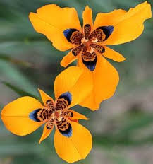Image result for Moraea niassensis