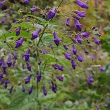 Image result for Isodon