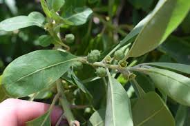 Image result for Clutia