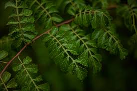 Image result for Harrisonia