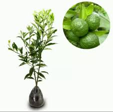 Puteri limau manis, puteri limau kasturi, puteri limau purut, puteri limau bali and puteri limau nipis. Jual 3 Bibit Tanaman Jeruk Limau Kasturi Berbuah Kab Kediri Mekarsubur Tokopedia