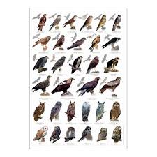 Birds Of Prey Pictures Birds Of Prey Poster Learning Poster Educational Toys Eco Friendly Poster Birds Of Prey Uk Birds Of Prey Pet Birds