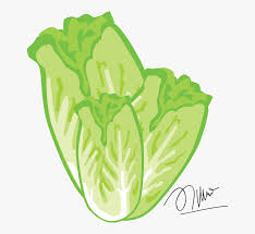 Sayur adalah bagian dari tumbuah tertentu yang dapat dimakan baik dalam keadaan mentah maupun dimasak terlebih dahulu. Lettuce Cliparts Sayur Sawi Vektor Free Transparent Clipart Clipartkey