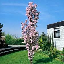 Japanische Saulenkirsche Von Gartner Potschke Auf Blumen De Kaufen Bepflanzung Japanische Pflanzen Ziergeholze