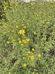 Image result for Saintpauliopsis lebrunii