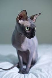 the skin of the russ sphynx katze katzen rassen katzenrassen