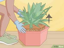 Tug on the base of the agave sucker in two to three weeks to test its root production. How To Remove Agave Pups From The Mother Plant 9 Steps