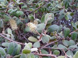 Image result for Combretum hereroense