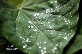 Macro Macro Photography Leaf Leaves Wet Leaves Wet Leaf Tony Straw Photography Canon Photography Nature Photography Macro Photography Canon Photography