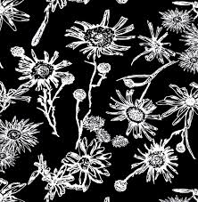 Black And White Line Drawing Background Daisies Everlasting White Line Drawing On Black Background Flower Drawing Line Drawing Drawings
