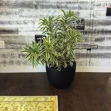 good advice well good indoor plants best indoor plants plants