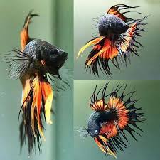 Finding The Best Betta Fish Food For Your Betta Fish Betta Fish Care Betta Fish Types Betta Fish Tank Betta Fish